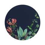 Avarua Flat plate 2